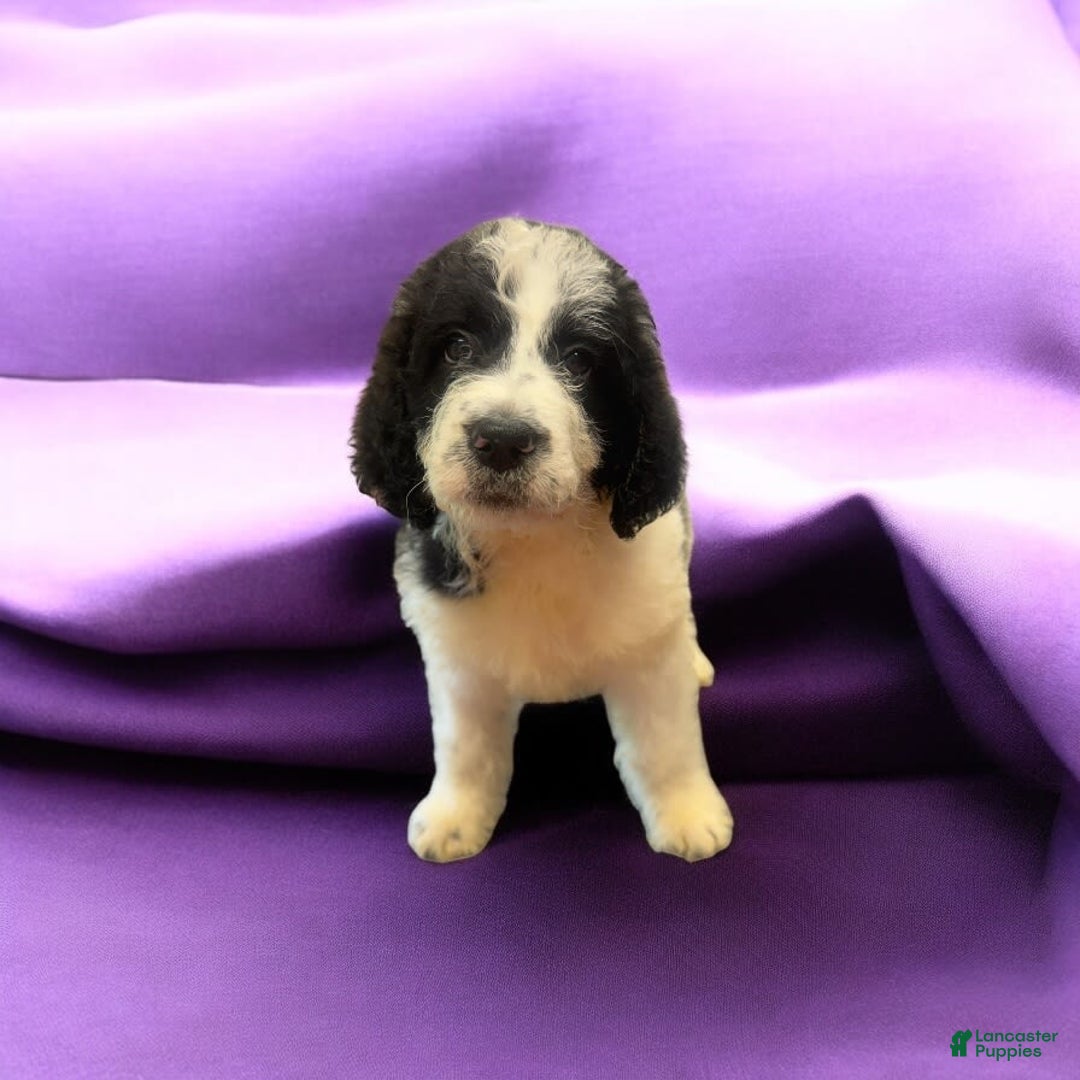 Labradoodle dogs for sale: Kaycee - Image 1