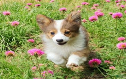 Welsh Corgi Pembroke dogs for sale: Teeka Fluffy - Image 3