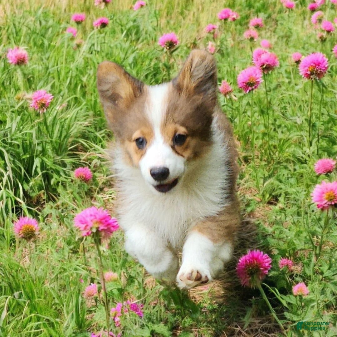 Welsh Corgi Pembroke dogs for sale: Teeka Fluffy - Image 3