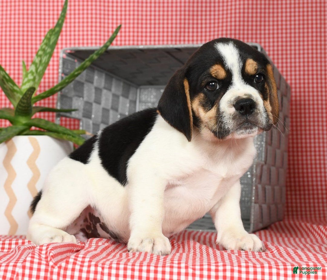 Beabull dogs for sale: Wynona - Image 3