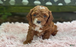 Cavapoo dogs for sale: Bella - Image 12