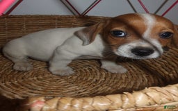 Jack Russell Terrier dogs for sale: Pete - Image 6