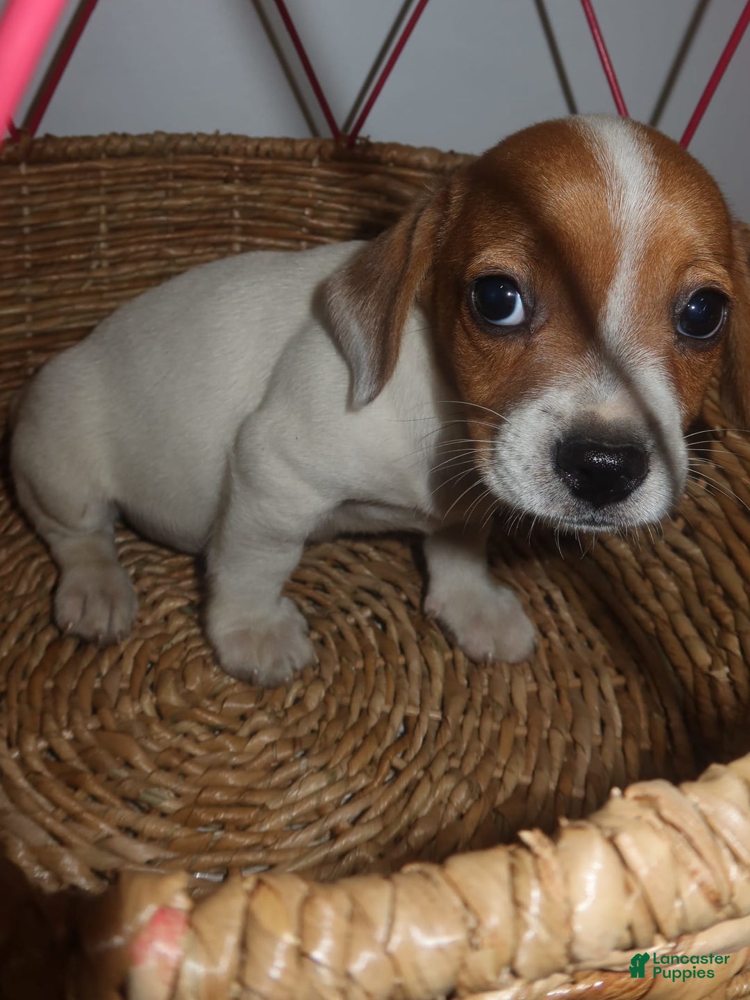 Jack Russell Terrier dogs for sale: Pete - Image 6