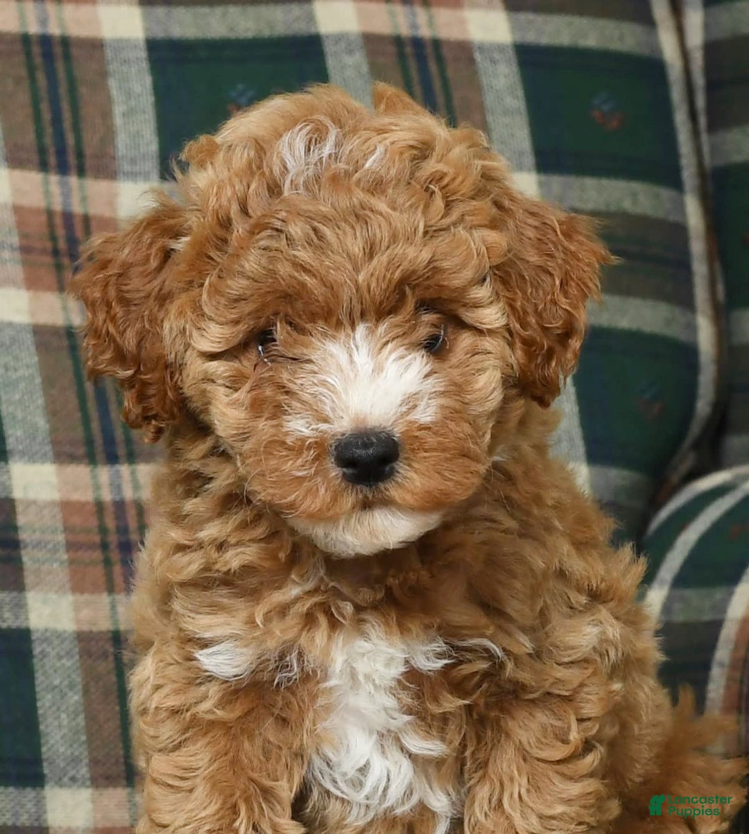 Cavapoo dogs for sale: Finny - Image 5