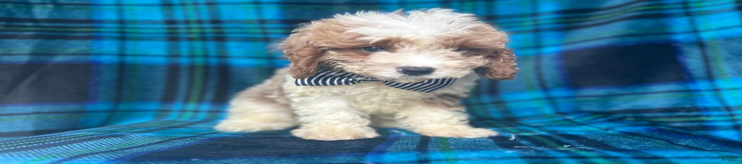 Corbin