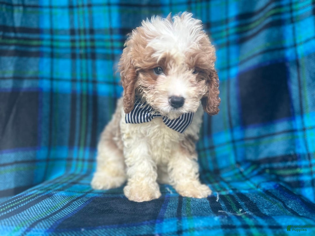 Mini Goldendoodle dogs for sale: Corbin - Image 3