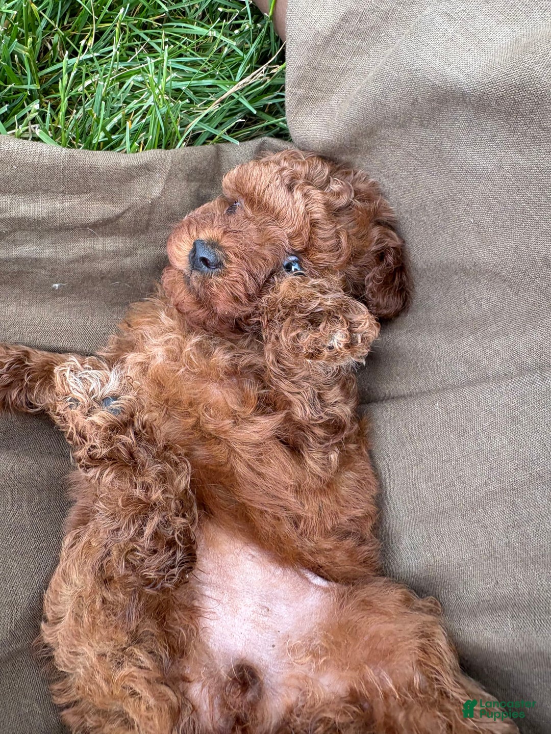 Toy Poodle dogs for sale: 🌷 Ruby - Image 6