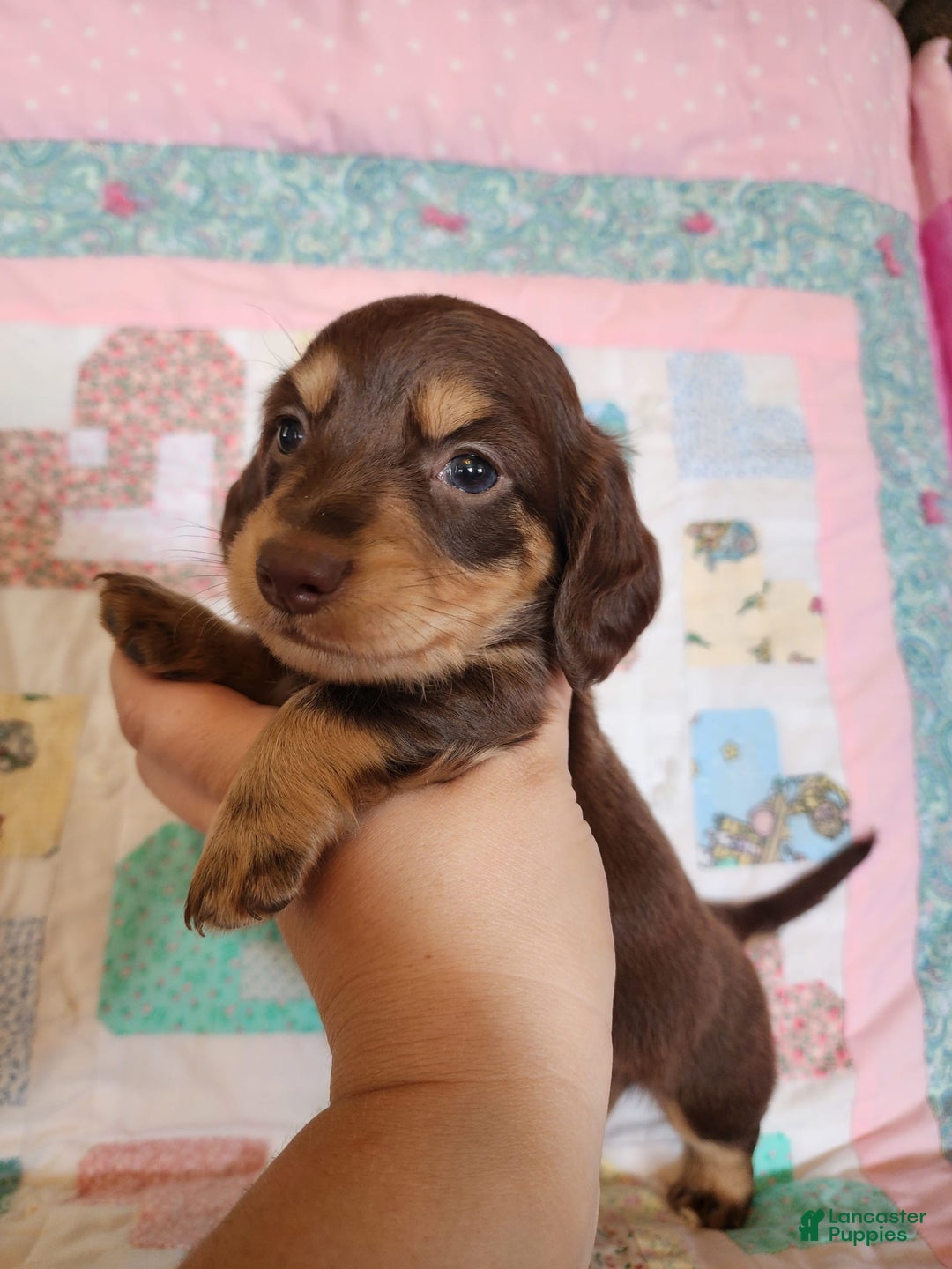 Miniature Dachshund dogs for sale: Casper - Image 3
