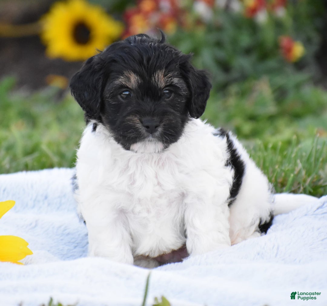 Yorkiepoo dogs for sale: Irish - Image 2