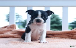 Boston Terrier dogs for sale: Edison - Image 4