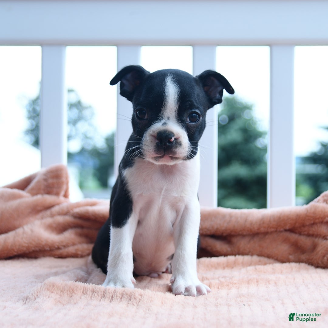 Boston Terrier dogs for sale: Edison - Image 4