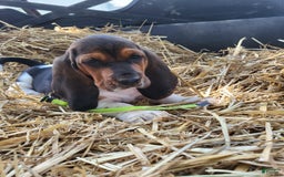 Basset Hound dogs for sale: Rose - Image 1