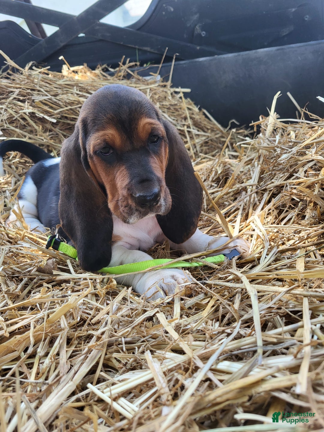 Basset Hound dogs for sale: Rose - Image 1