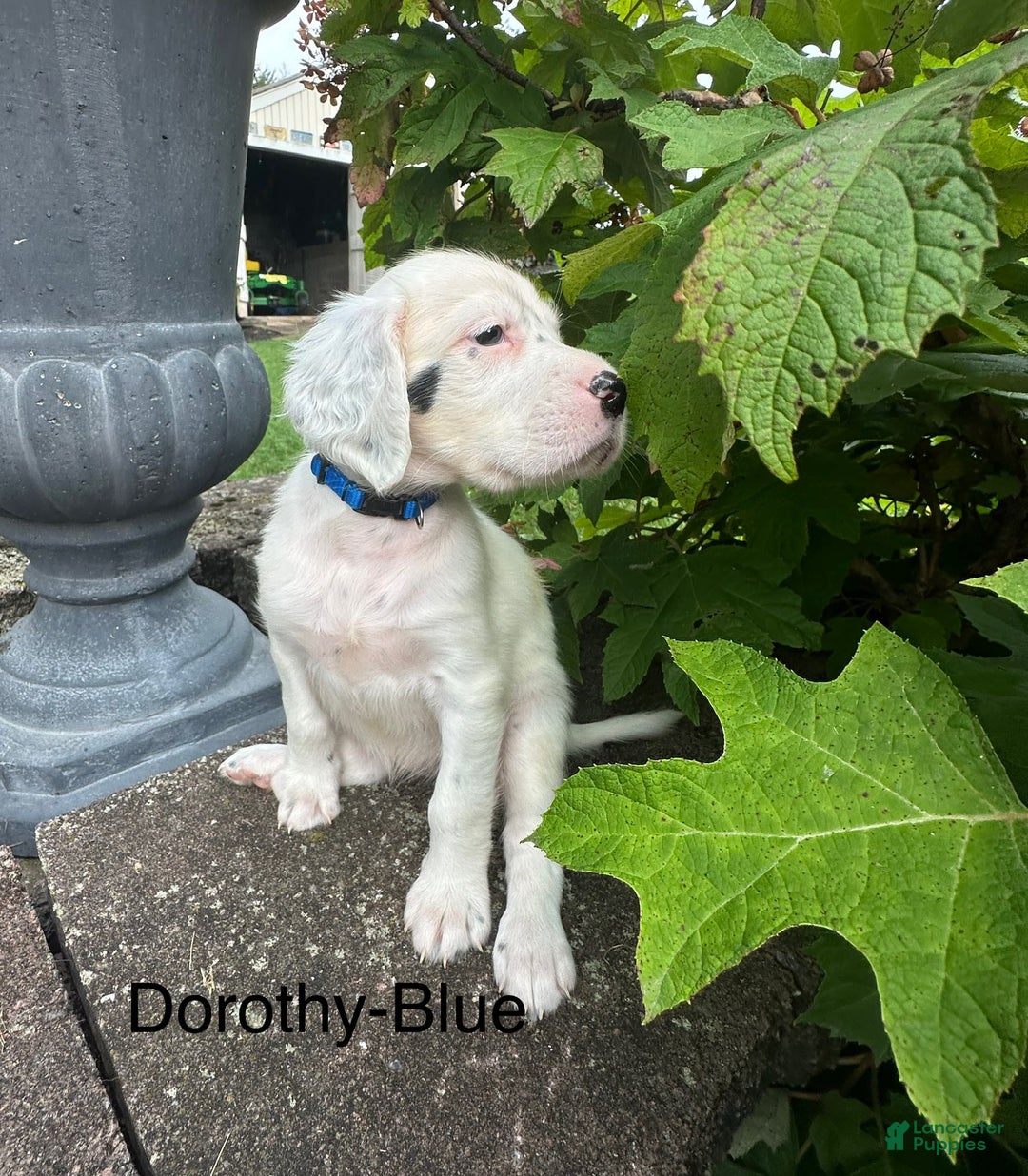 English Setter dogs for sale: Dorothy - Image 1