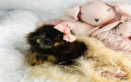 Pomeranian dogs for sale: Precious - Image 1