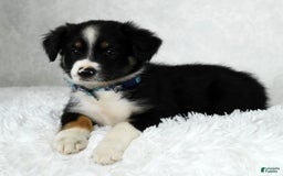 Miniature Australian Shepherd dogs for sale: Wyatt - Image 6