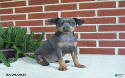 Miniature Pinscher dogs for sale: Josie - Image 10