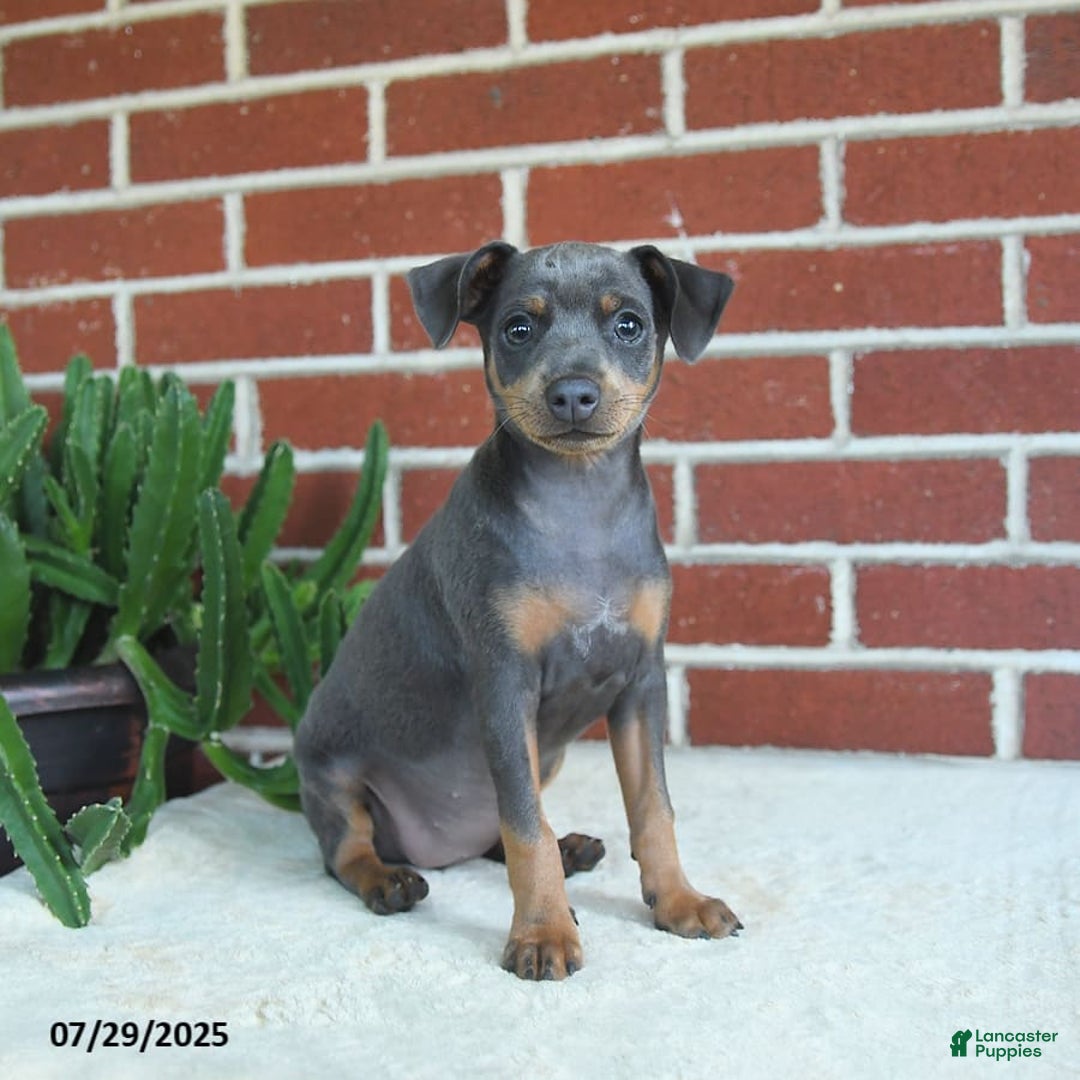 Miniature Pinscher dogs for sale: Josie - Image 10