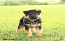 German Shepherd dogs for sale: Duchess - Image 2
