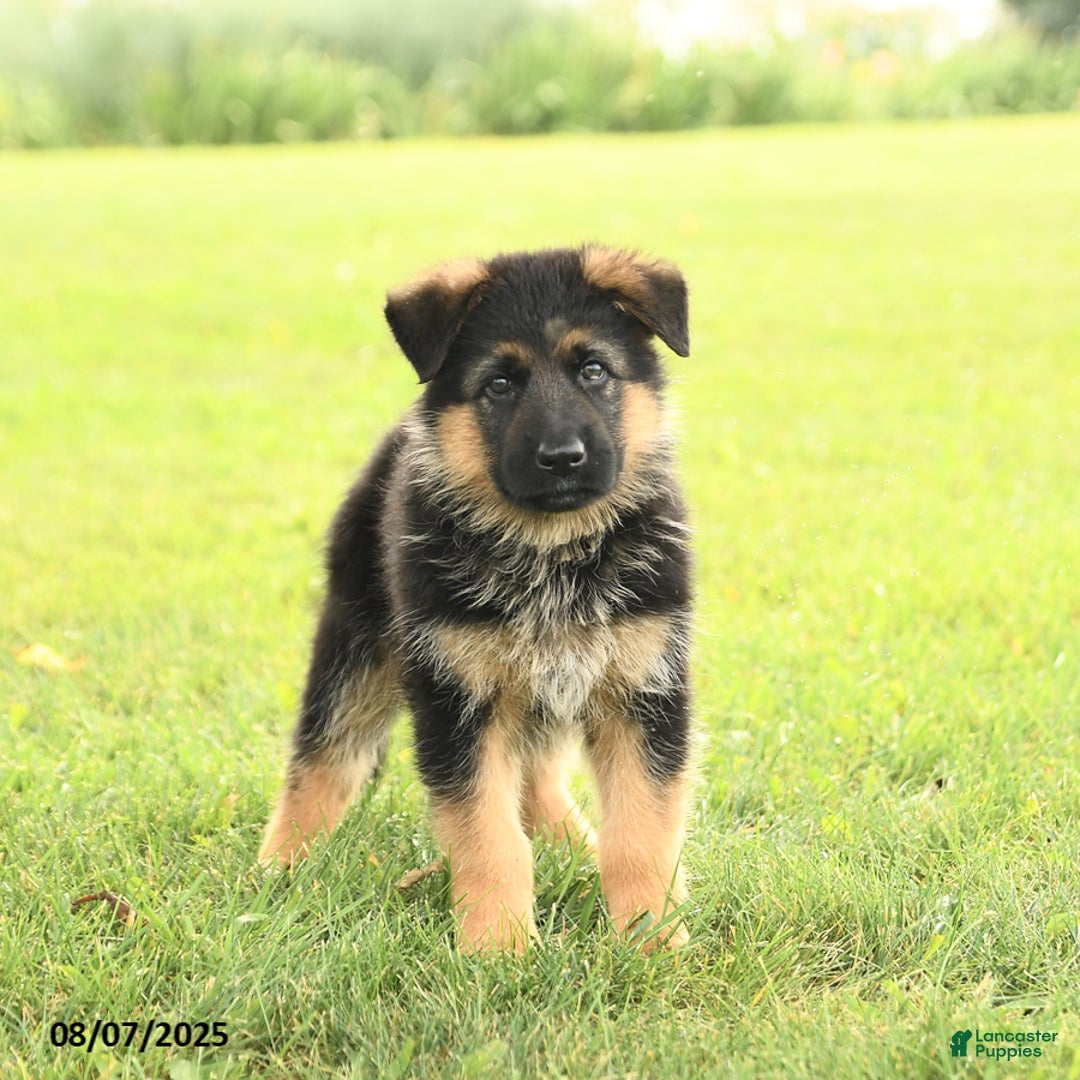 German Shepherd dogs for sale: Duchess - Image 2