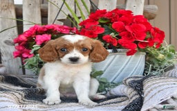 Cavapoo dogs for sale: Dallas - Image 5