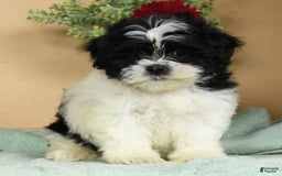 Teddy Bear dogs for sale: Scarlett - Image 4