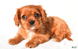 Cavalier King Charles Spaniel dogs for sale: Cavalier King Charles Spaniel 2 puppies - Image 9