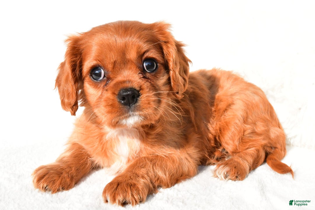 Cavalier King Charles Spaniel dogs for sale: Cavalier King Charles Spaniel 2 puppies - Image 9