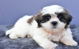 Shih Tzu dogs for sale: Uchenna - Image 5