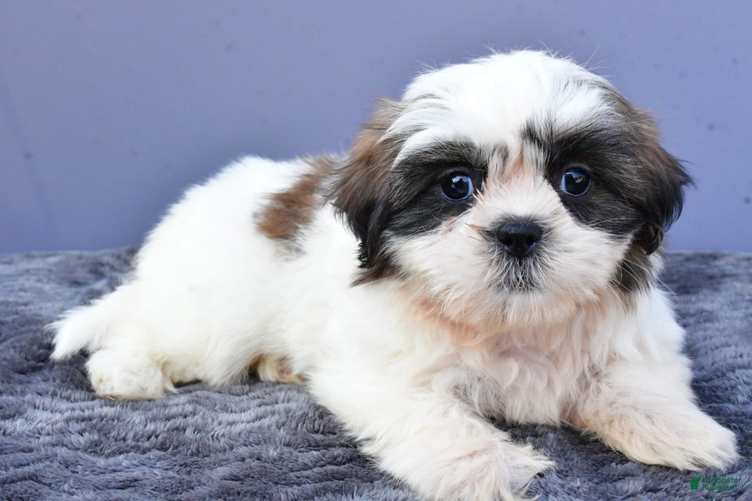 Shih Tzu dogs for sale: Uchenna - Image 5