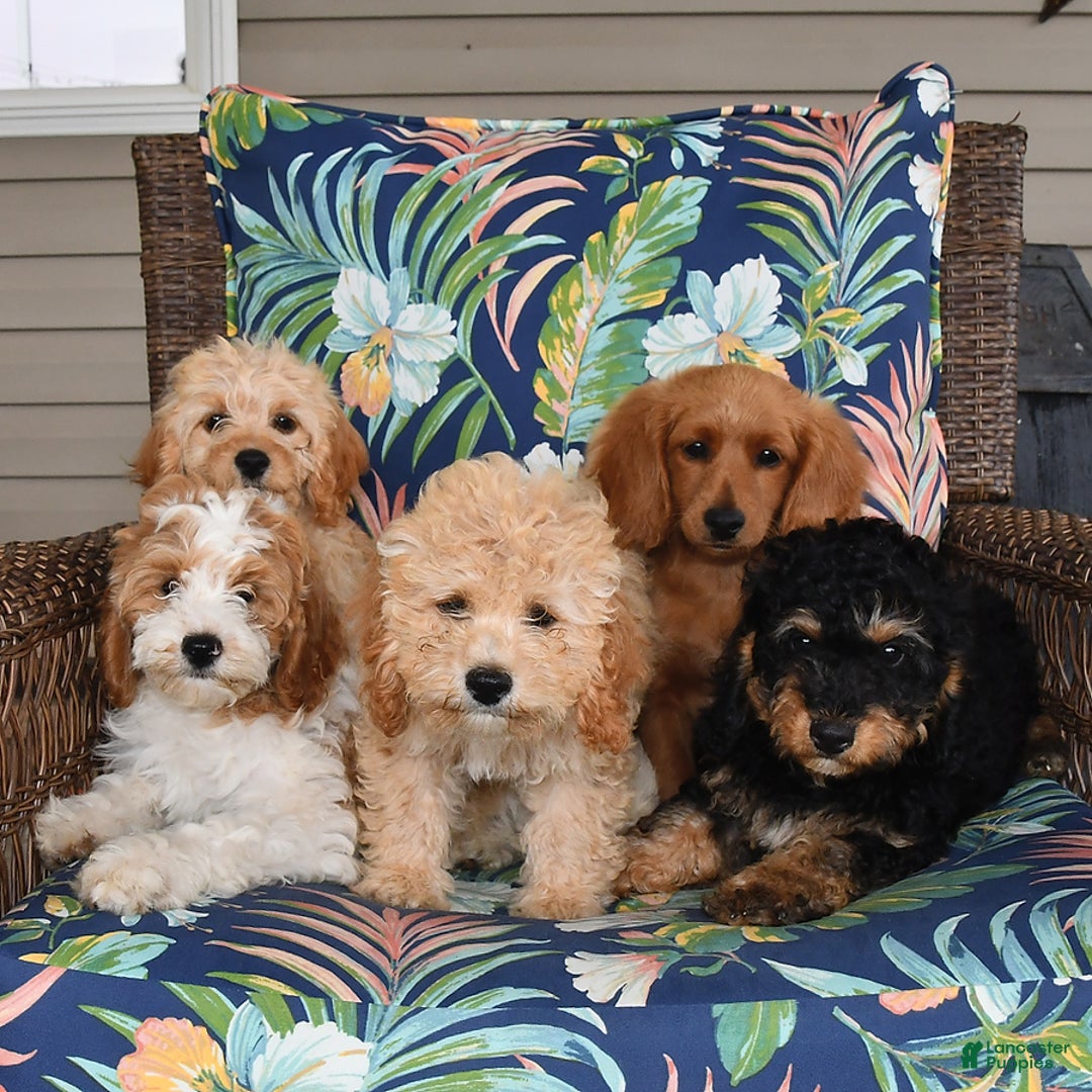 Forever dogs for sale: Teddy - Image 3