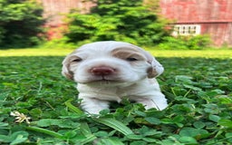 Cocker Spaniel dogs for sale: Tommy - Image 2
