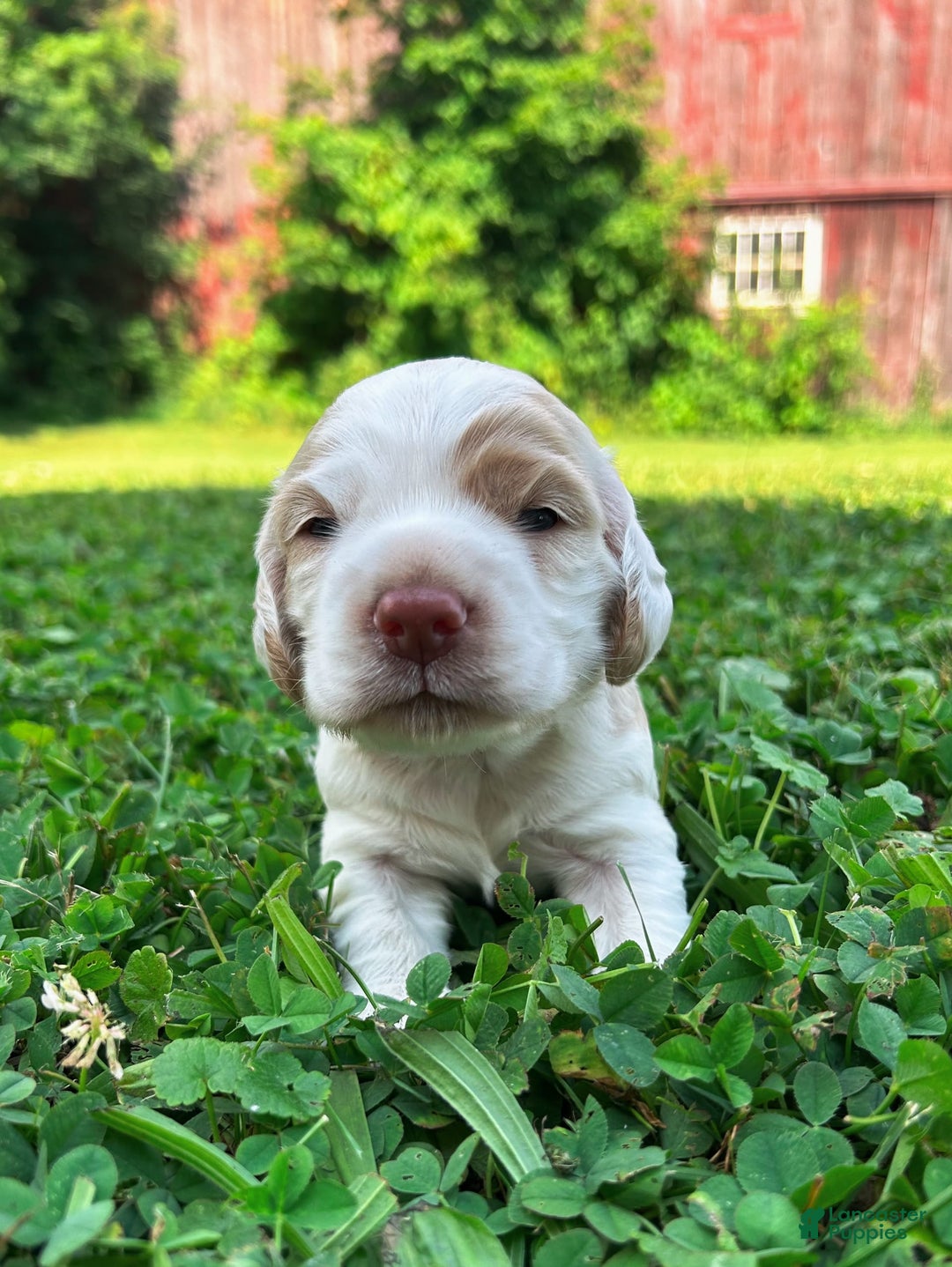 Cocker Spaniel dogs for sale: Tommy - Image 2