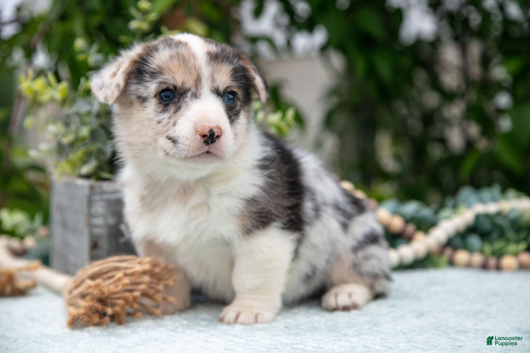 Welsh Corgi Pembroke dogs for sale: Luna - Image 4