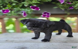 Pug dogs for sale: Pokey - Image 4