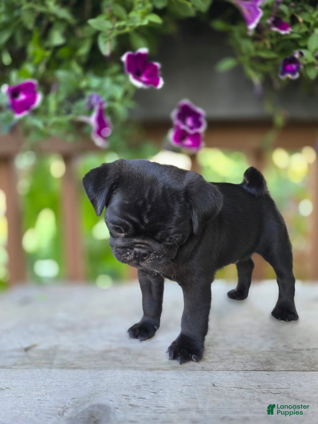 Pug dogs for sale: Pokey - Image 4