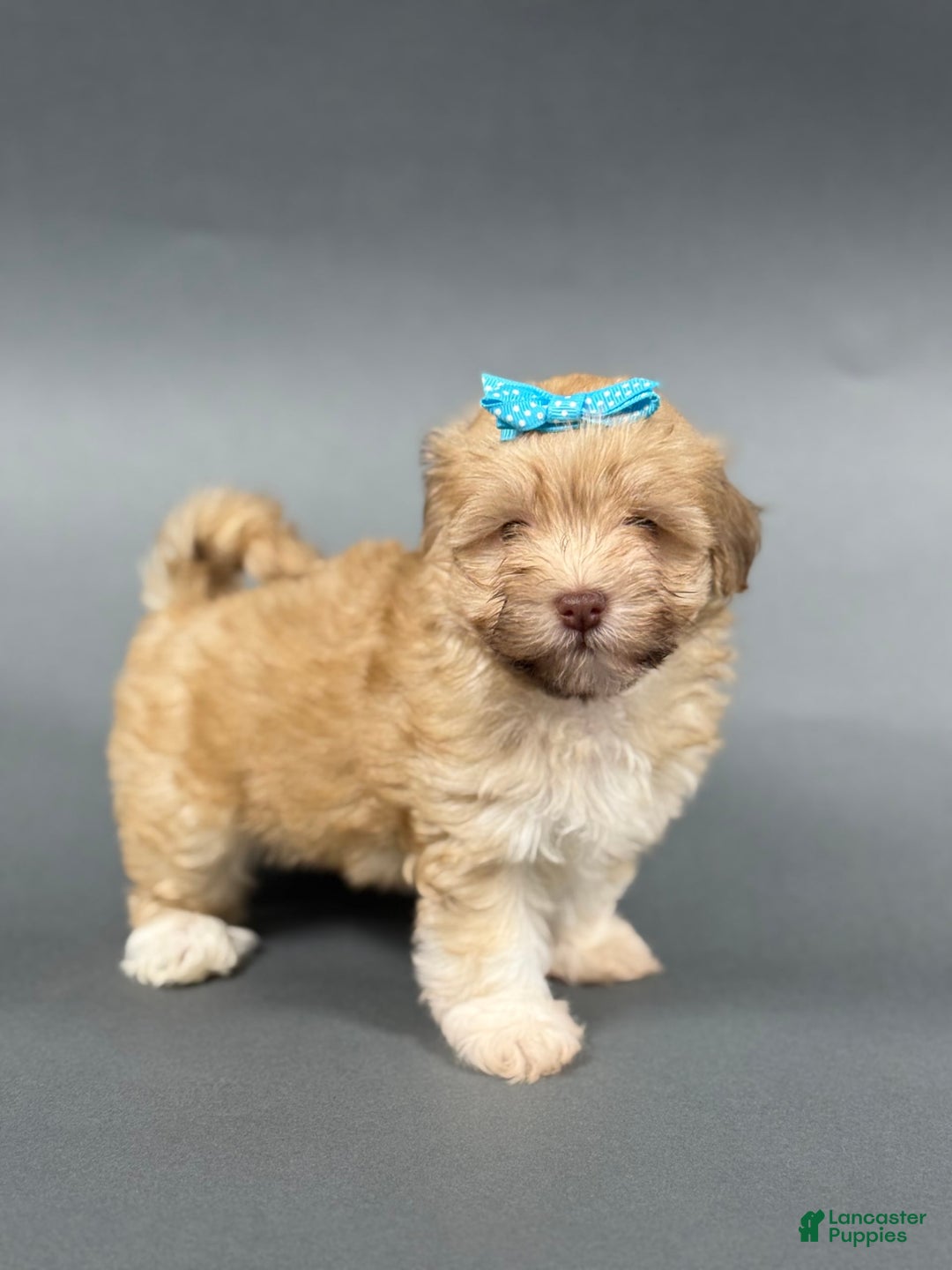 Havanese dogs for sale: OAKLEE - Image 2