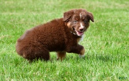 Australian Shepherd dogs for sale: Jax - Image 6