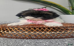 Shih Tzu dogs for sale: Tiny Tiff ❤️ - Image 9