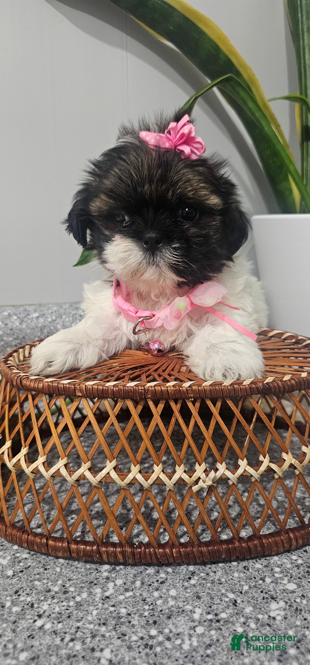 Shih Tzu dogs for sale: Tiny Tiff ❤️ - Image 9