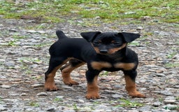 Miniature Pinscher dogs for sale: Willow - Image 8