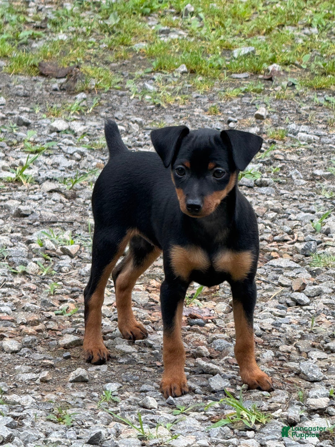 Miniature Pinscher dogs for sale: Willow - Image 8