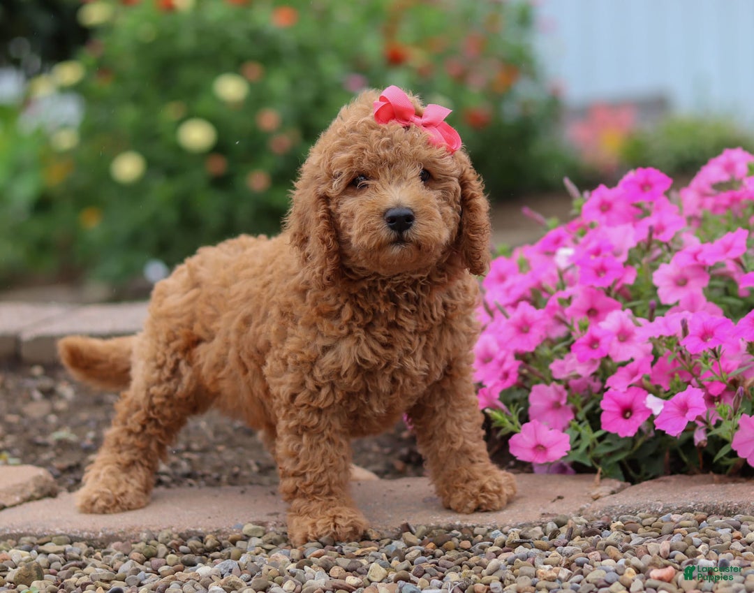 Mini Goldendoodle dogs for sale: Marble - Image 6