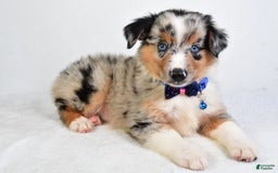 Miniature Australian Shepherd dogs for sale: Sawyer - Image 8