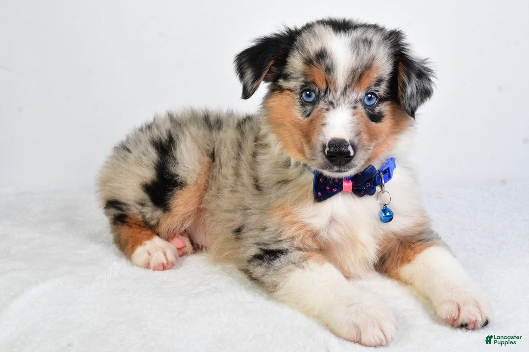 Miniature Australian Shepherd dogs for sale: Sawyer - Image 8