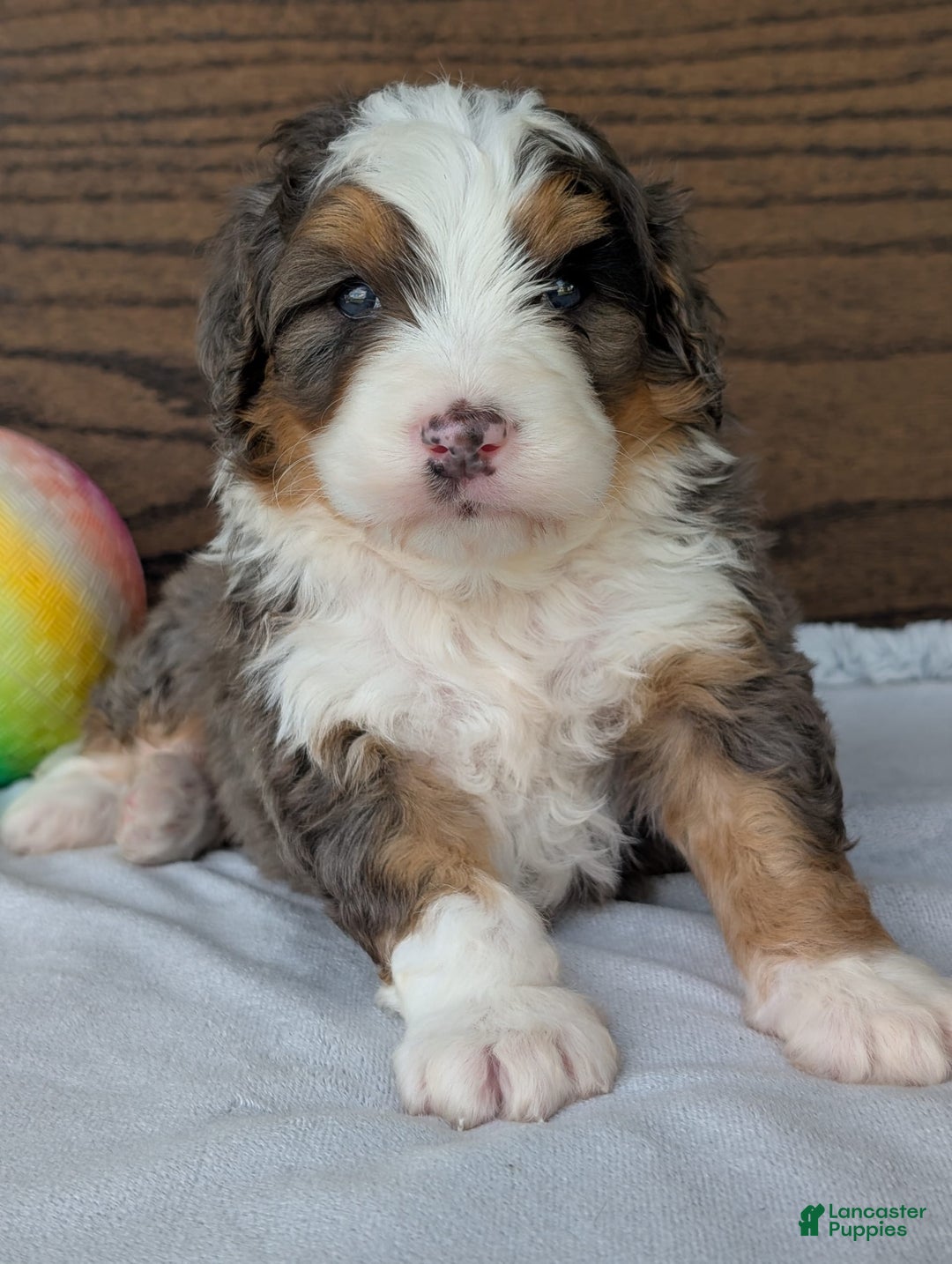 Mini Bernedoodle dogs for sale: Louie - Image 18