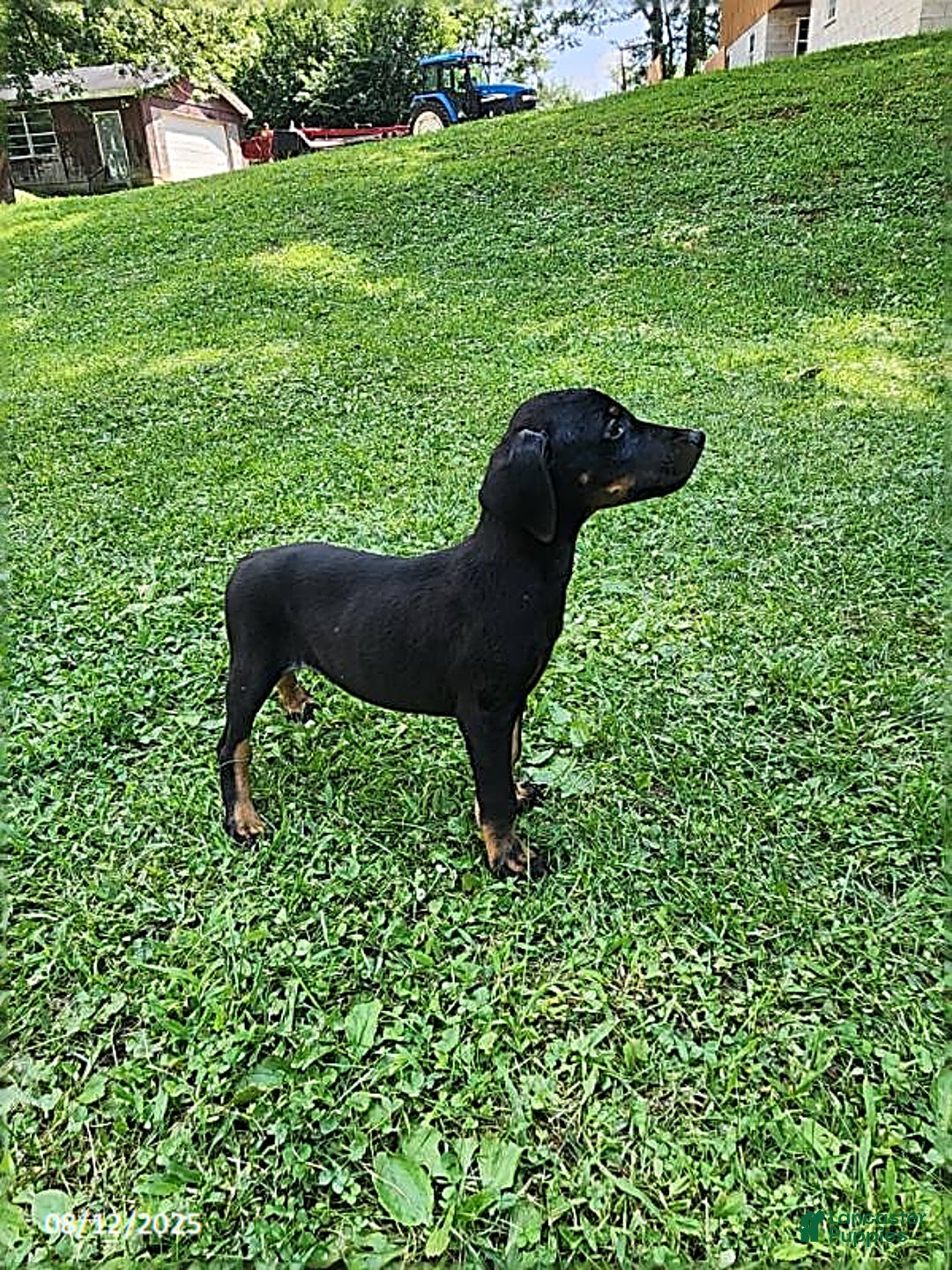 Doberman Pinscher dogs for sale: Dallas - Image 3