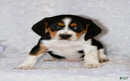 Beagle dogs for sale: Wiggles - Image 5
