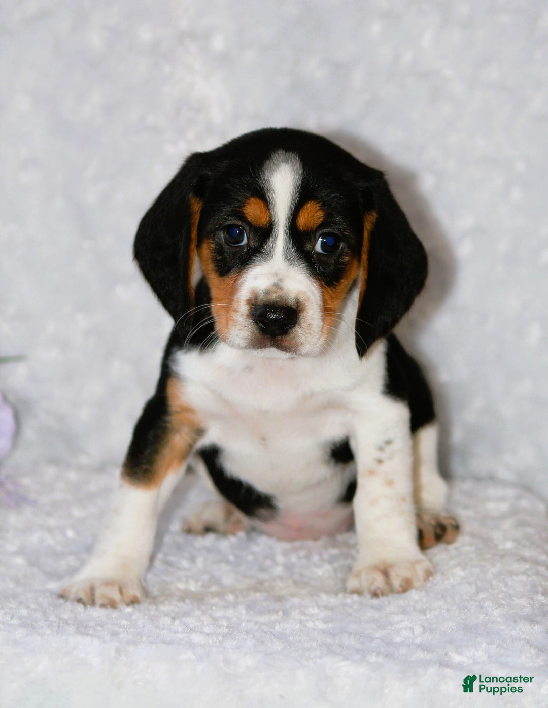 Beagle dogs for sale: Wiggles - Image 5