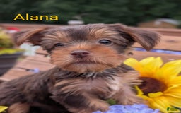 Yorkshire Terrier dogs for sale: Yorkshire Terrier 4 puppies - Image 3